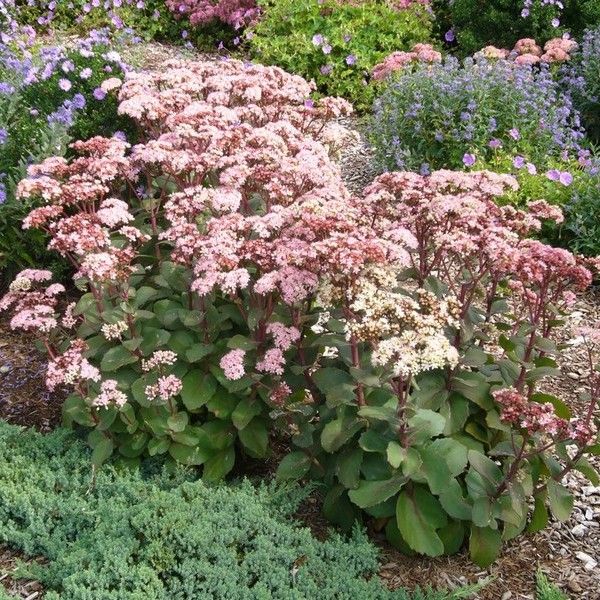 Rozchodnik Ogrodowy Sedum Matrona Sadzonka 7170615191 Oficjalne