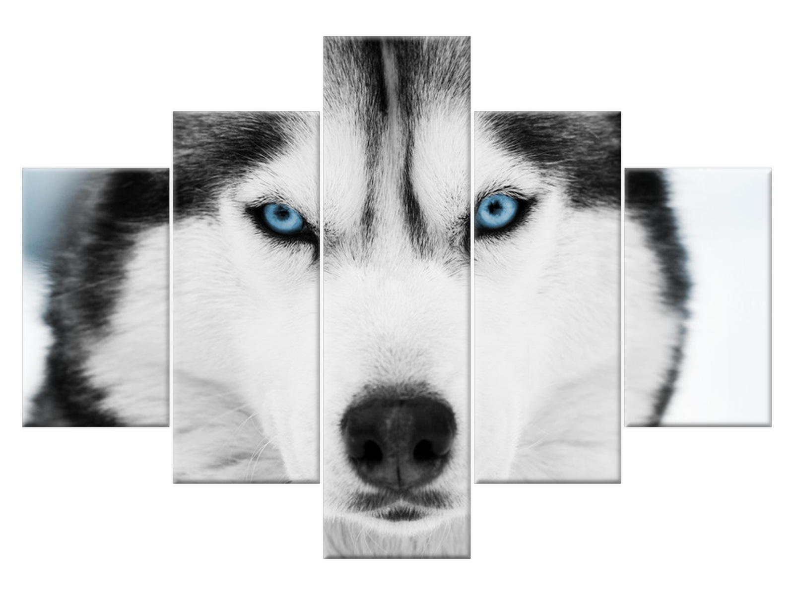 

Obraz Husky syberyjski 100x70 Zwierzęta 1338A_5A