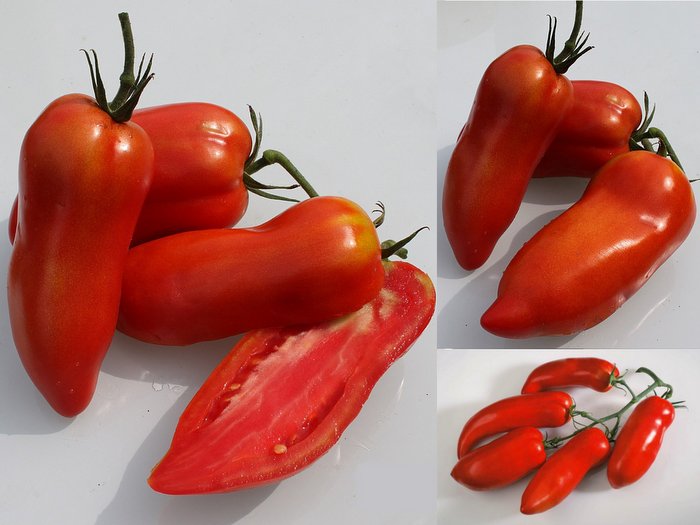 Томат опалка. Помидор сорт дьявол джерси. Томат рога изобилия отзывы. Помидор с рожками. Рог овна фото томат.