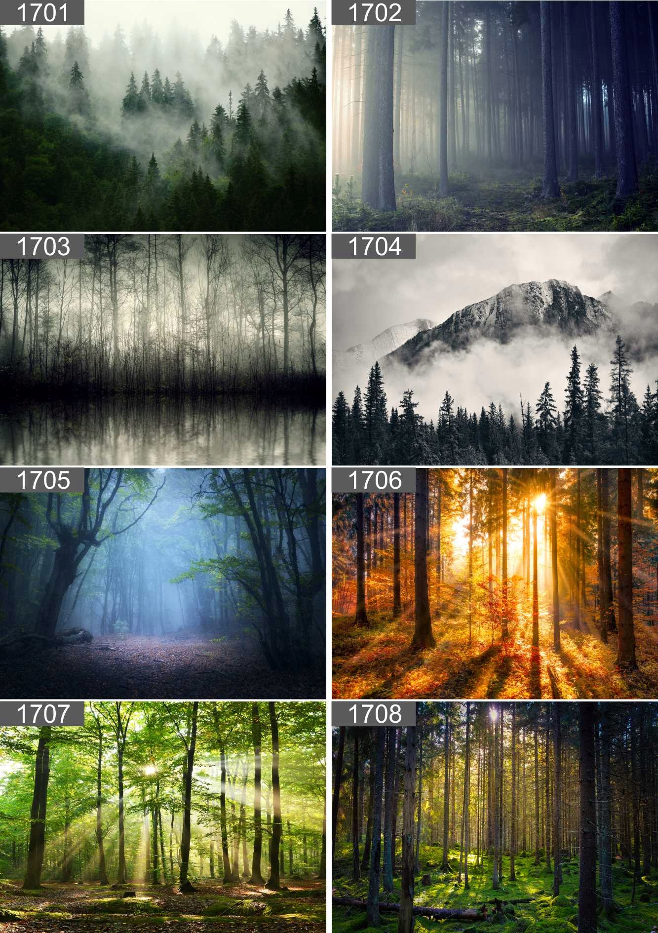 PLAKAT POSTER LAS NATURA MGŁA 90x60 MAX WYBÓR Wysokość produktu 60 cm