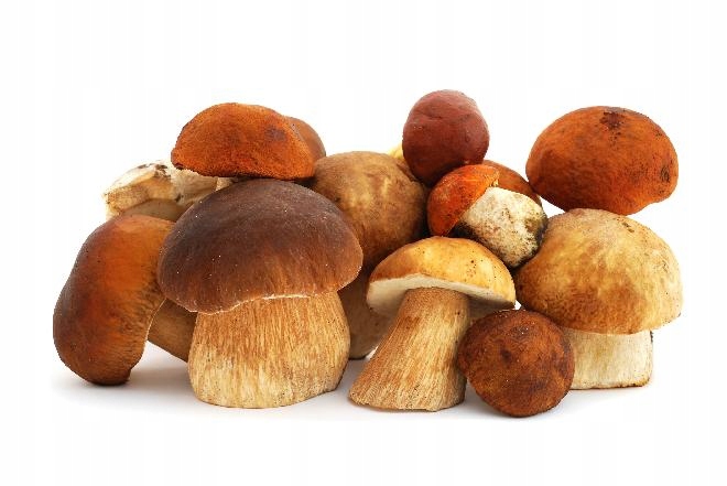 Sušička potravin Orava Su 102