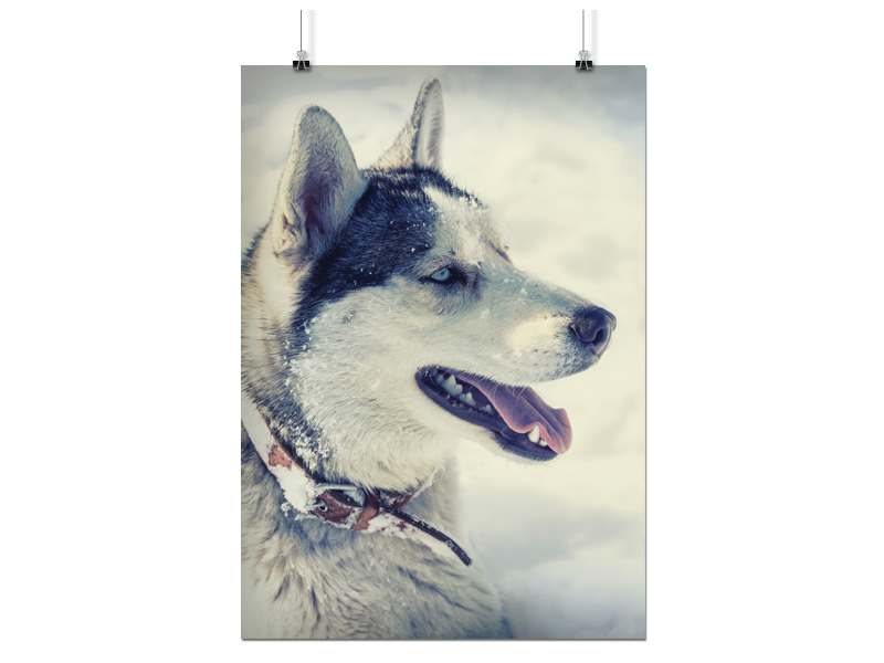 

Plakat Husky Pies Psy 100x130 CM 14 Wzorów Matowy