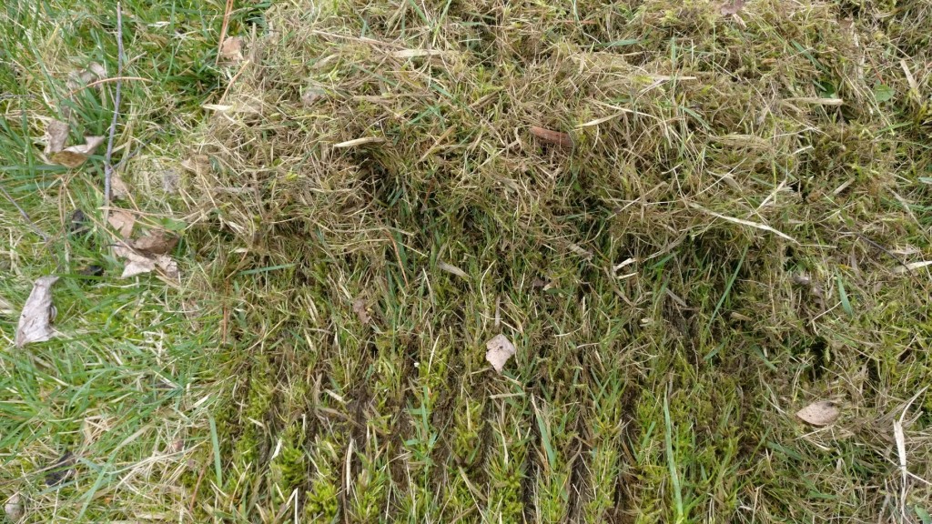 SPRĘŻYNKI SPRĘŻYNY ALKO 36E, SF 4036 SPRĘŻYNA Rodzaj aerator wertykulator