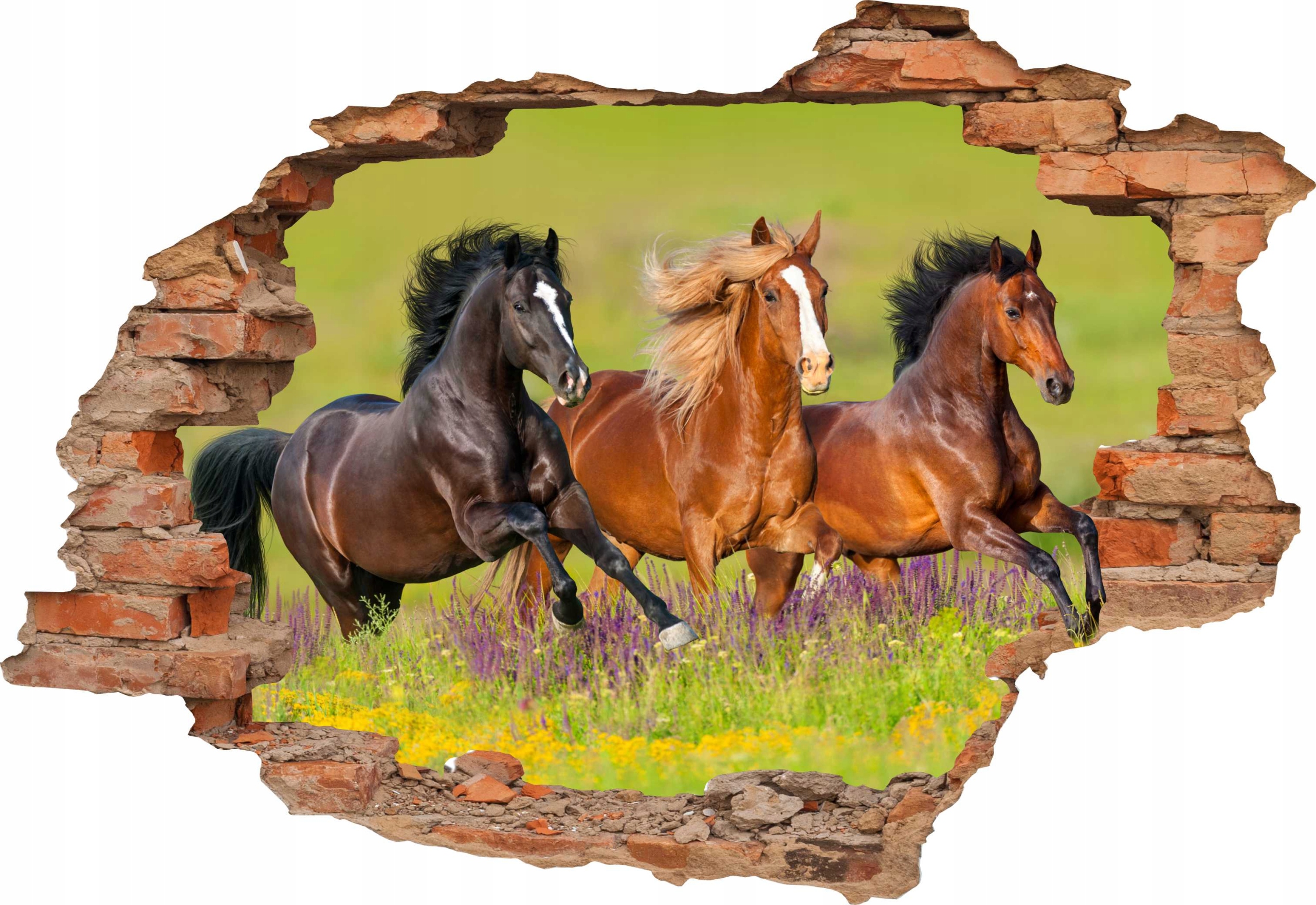 

Naklejki na ścianę 3D Koń Konie 70x50cm