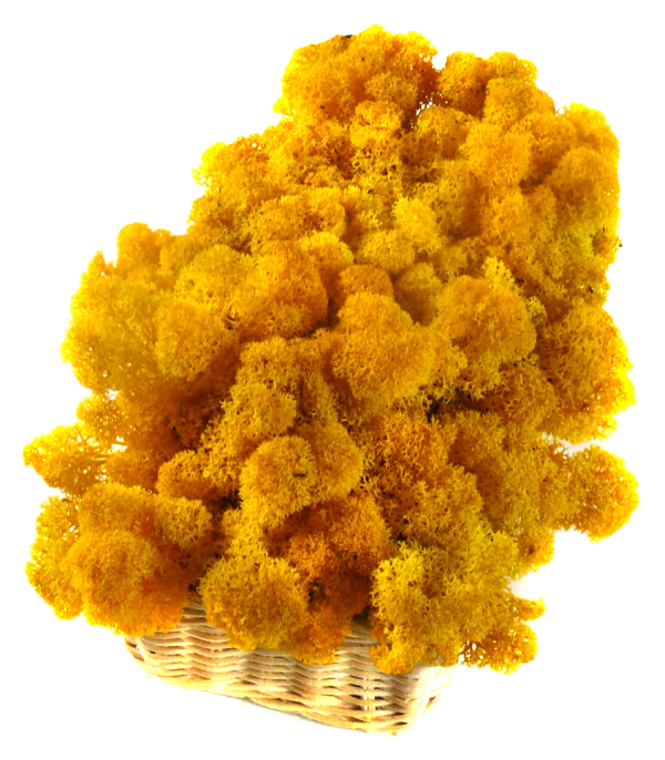 Mech CHROBOTEK RENIFEROWY 50g Yellow Wysokość maksymalna 10 cm