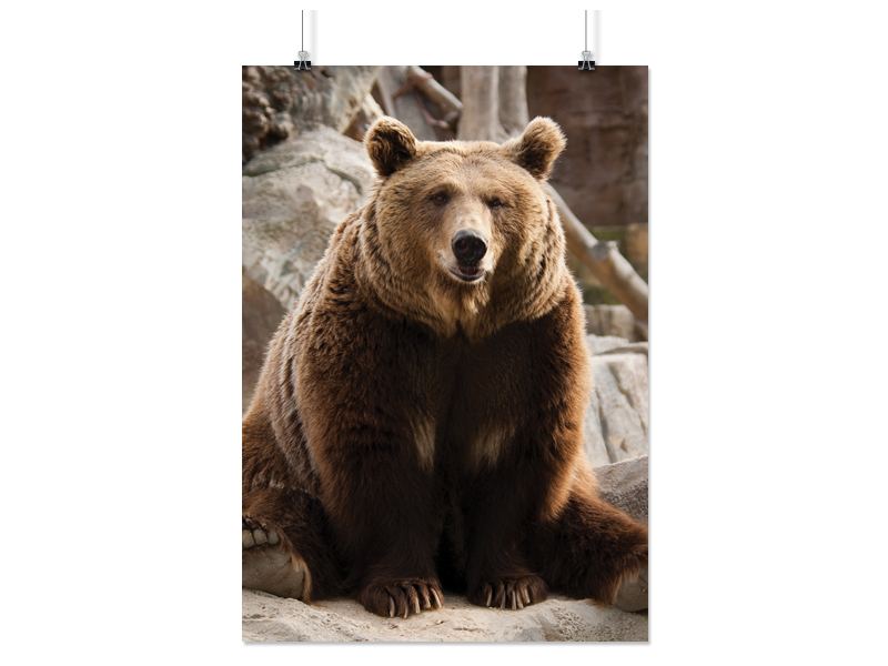 

Plakat Niedźwiedź Miś 50x70 CM 18 Wzorów Matowy