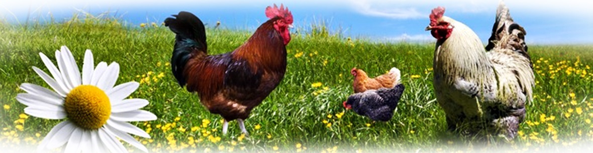 POIDŁO POIDŁA KARMNIK DLA DROBIU KUR GĘSI - 10 KG POLSKI PRODUCENT Rodzaj karmnik