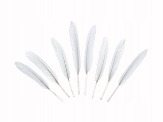

Piórka dekoracyjne pióra 16cm 6szt biel białe