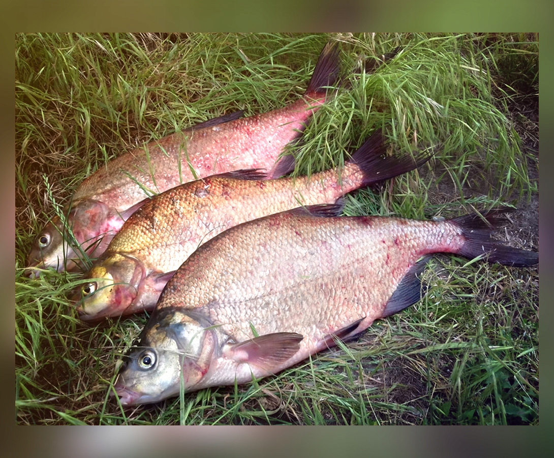 SIATKA WYCZYNOWA SADZYK MISTRALL 50x45cm / 300cm Marka Mistrall