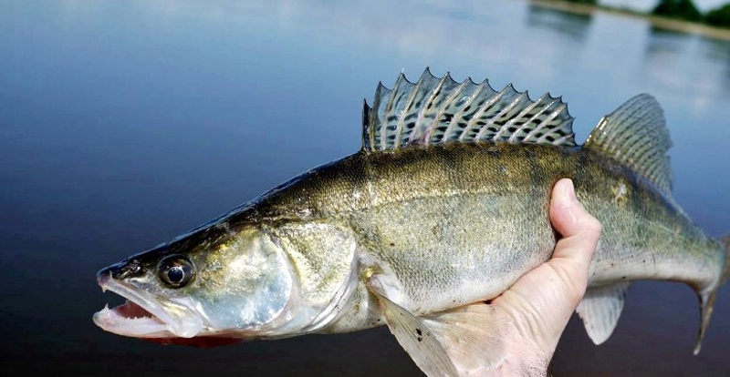 GŁÓWKA JIGOWA MISTRALL SHIRO CLASSIC8g nr 6/0 Waga 8 g