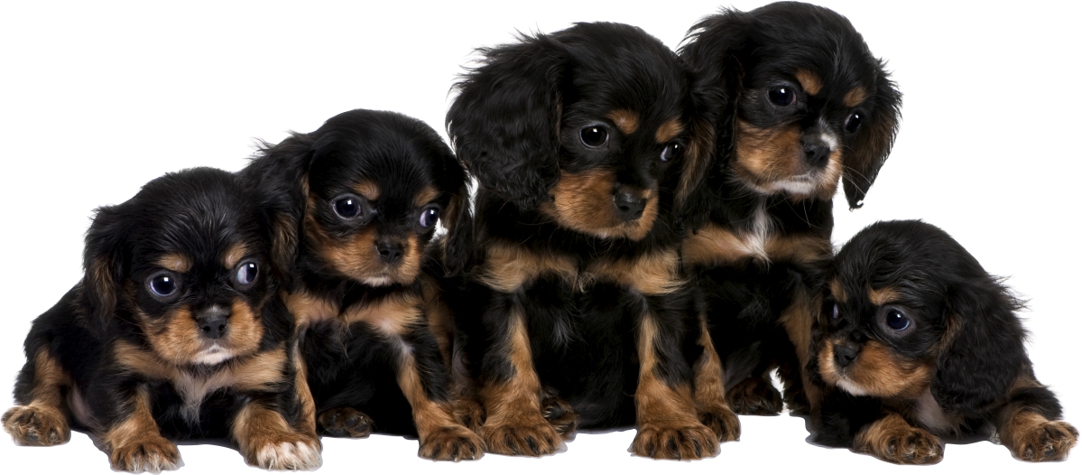 NAKLEJKI NA ŚCIANĘ Psy LABRADORY 13 70x31 cm