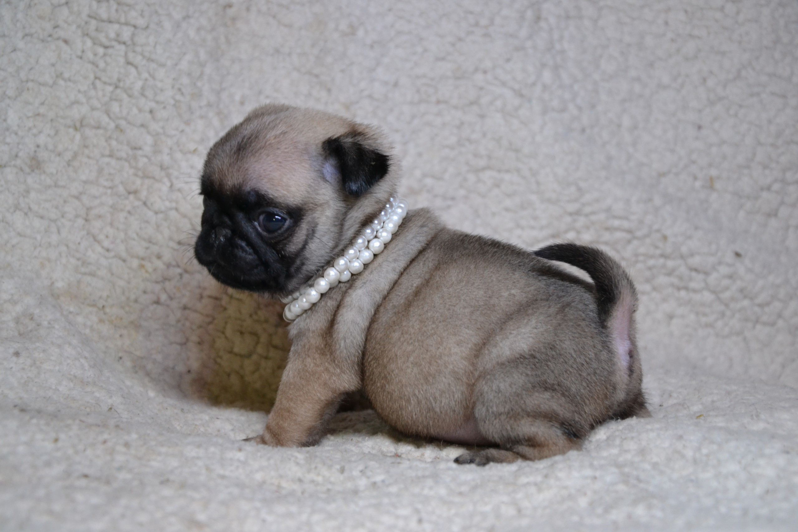 MOPS , MOPSY, szczenięta ZwKwP FCI 7433278915 oficjalne archiwum