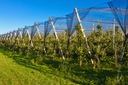 фото mini №5, Protective mesh in front of ptakami bird net 4x20 meters
