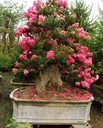 фото mini №4, Lagerstroemia indica color combination 20 seed
