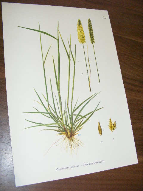 GRZEBIENICA POSPOLITA SCAPODY VERA RYSUNEK