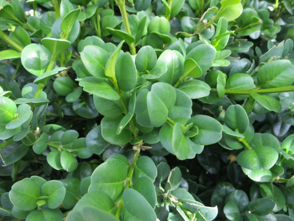 BUKSZPAN wieczniezielony Rotundifolia