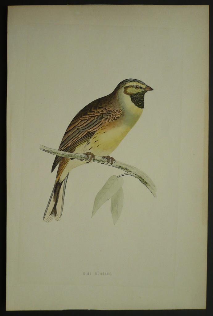 ptak cierlik, oryg. 1852 + akwarela