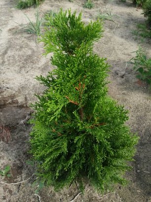 TUJA SZMARAGD THUJA SMARAGD GĘSTA 50 CM DUŻA