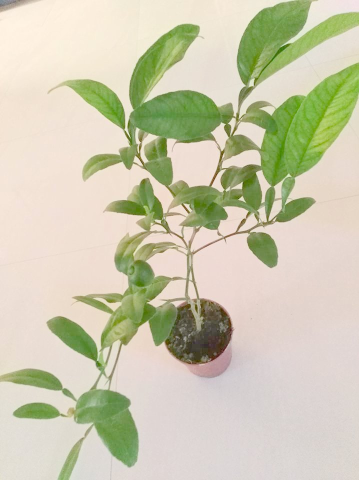 CITRUS LIMONELLA roślina