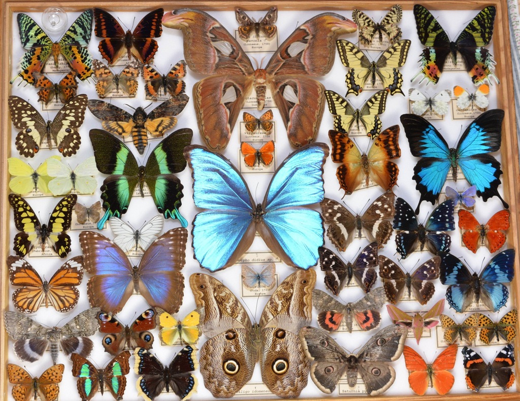 Gablotka entomologiczna z motylami.