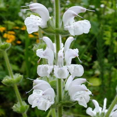 Szałwia srebrzysta* salvia argentea* nasiona*