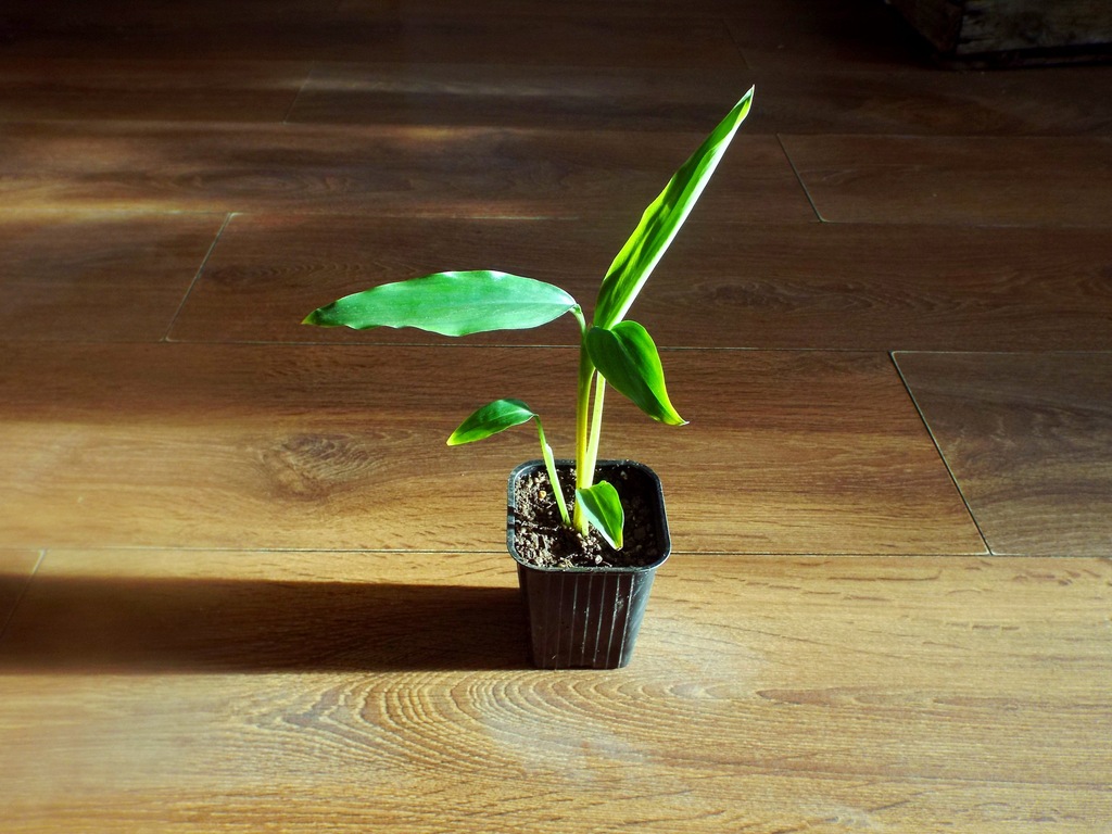 Kardamon(Amomum villosum) 1 sadzonka