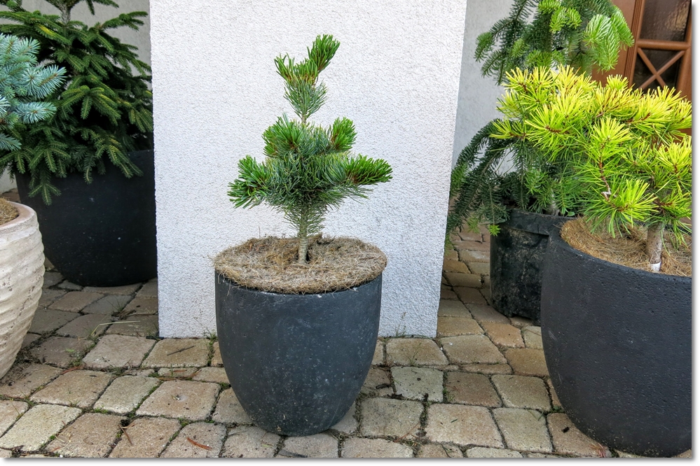 Pinus parviflora Zuisho - rarytas !!!