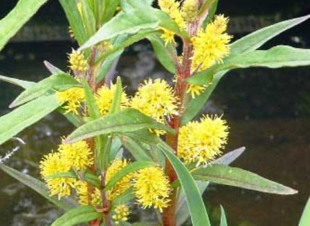 W107 Tojeść bukietowa (Lysimachia thyrsiflora) p9