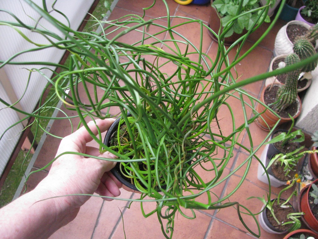 Sit rozpierzchły TWISTER / Juncus spiralis 50cm