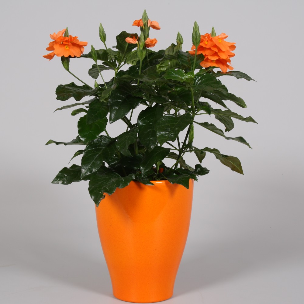 Crossandra fortuna , krossandra, sadzonka