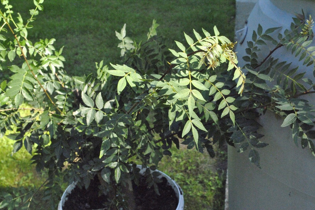 Zanthoxylum americanum,jesion kolczasty, sadzonka