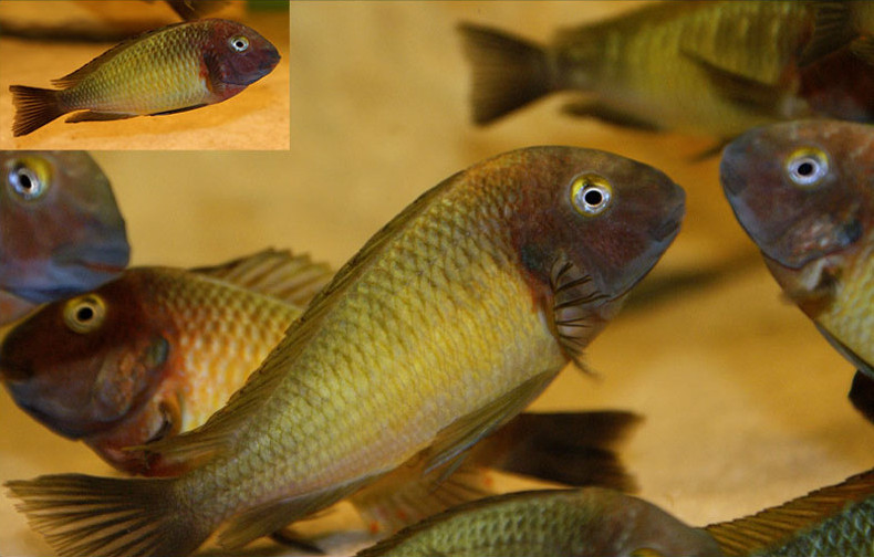 Tropheus sp. Nkonde Bright Yellow F1