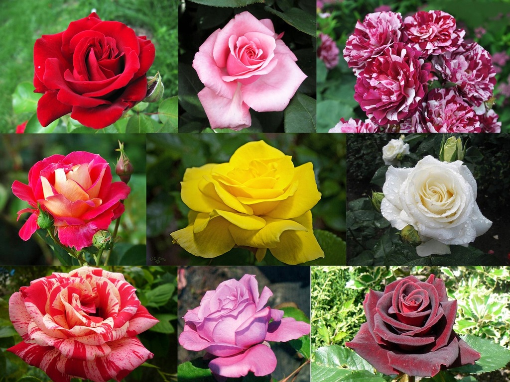 Róża Róże WIELKOKWIATOWE pachnący kolorowy mix!!!