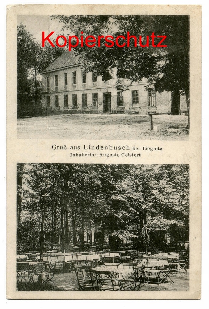 Lindenbusch 1921 - Lipce, Legnica