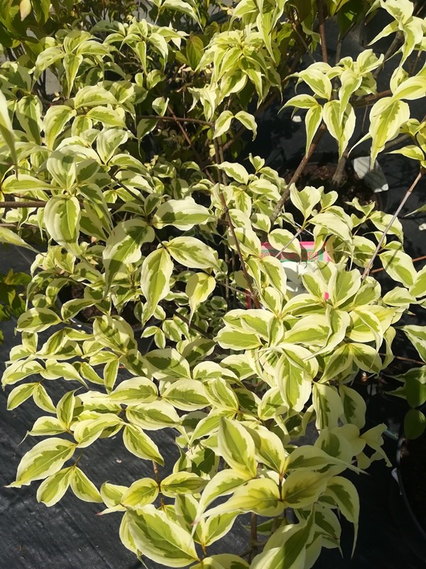 Dereń kousa Cornus 'Summer Fun' krzew liściasty