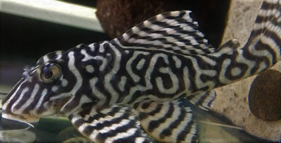 L333 ZBROJNIK BLACK WHITE HYPANCISTRUS GLONOJAD
