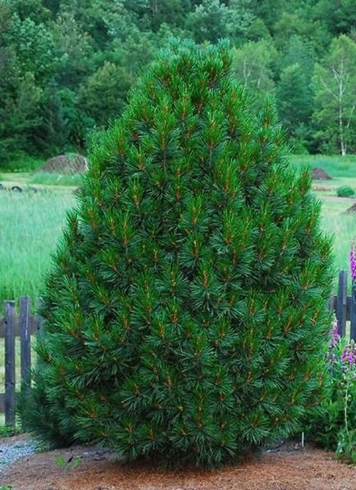 SOSNA LIMBA STRICTA SZCZEPIONA SADZONKA 5L
