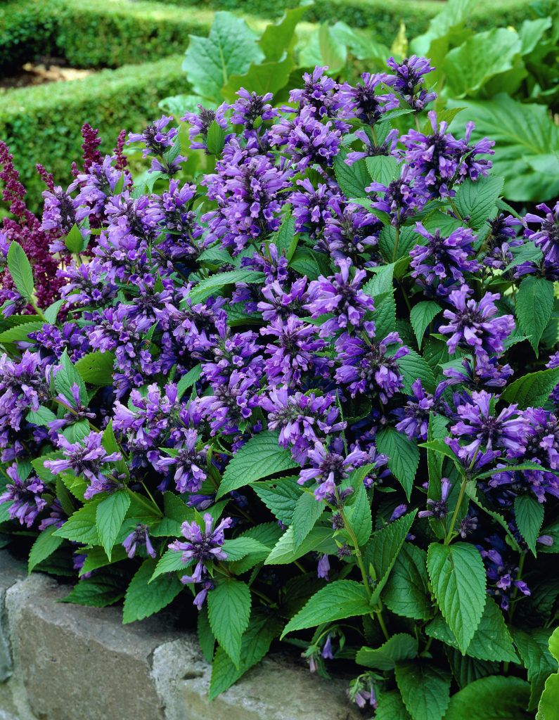 **Nepeta subsessilis  (Kocimiętka syberyjska )**