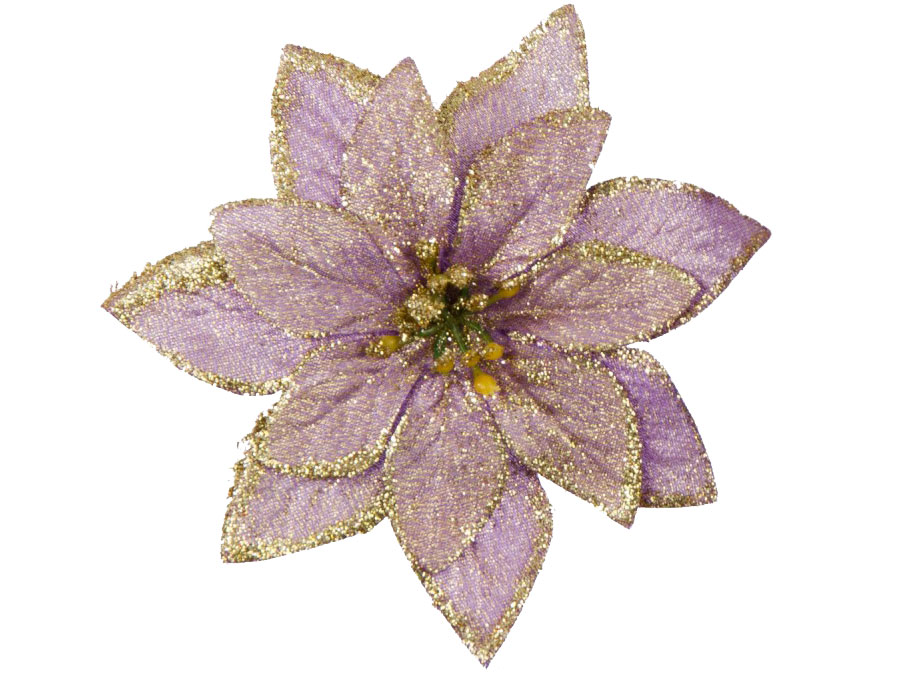 Gwiazda betlejemska poinsencja wrzosowa 14cm