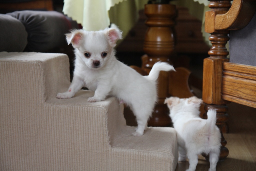 Chihuahua chłopczyk biały długowłosy FCI