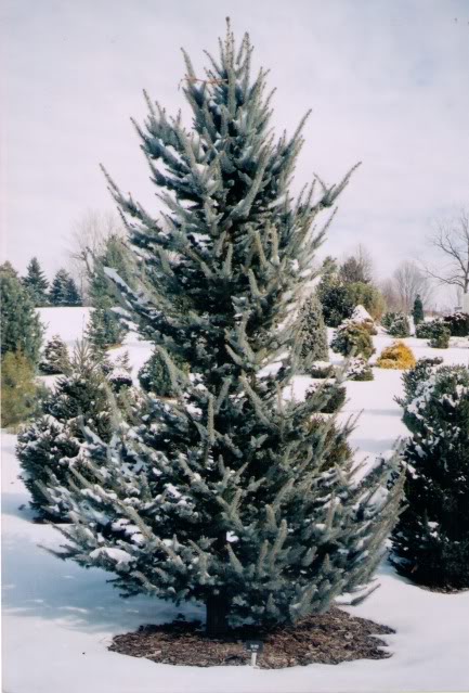 Picea pungens 'Foxtail' - Świerk LISI OGON !