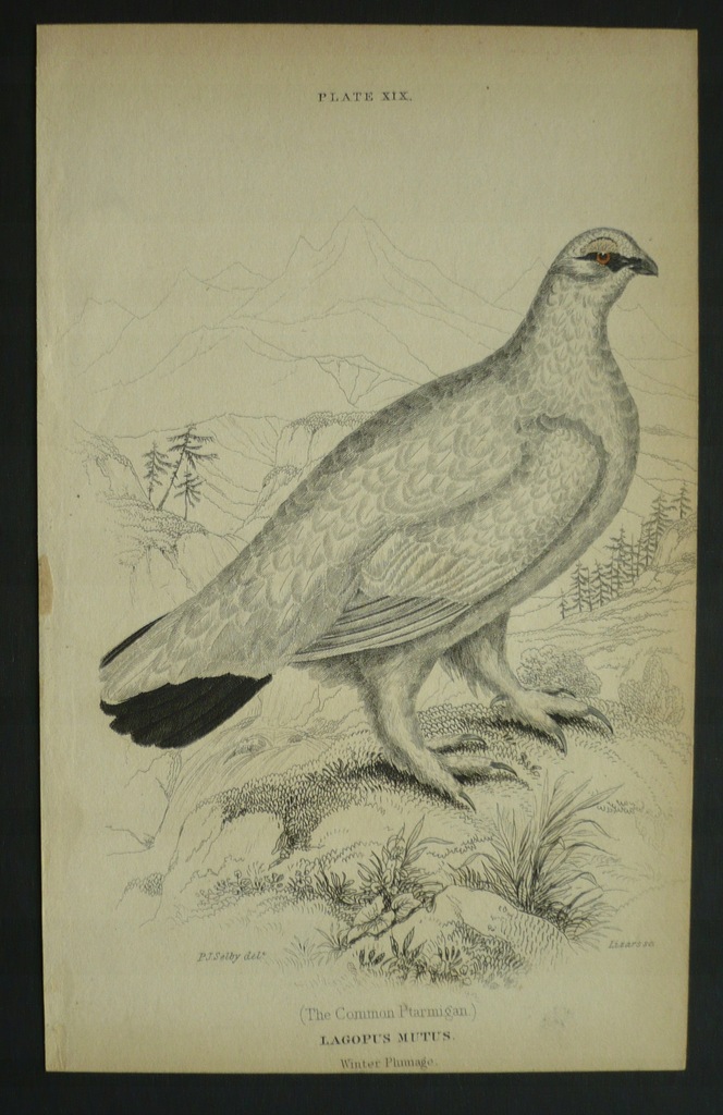 pardwa górska, oryg. ok 1850 + akwarela