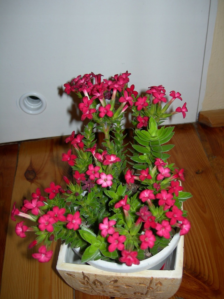 Crassula coccinea - grubosz szkarłatny