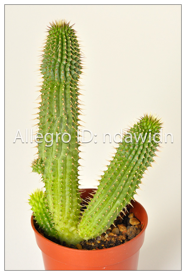 Kaktusy Hoodia gordonii 5 nasion