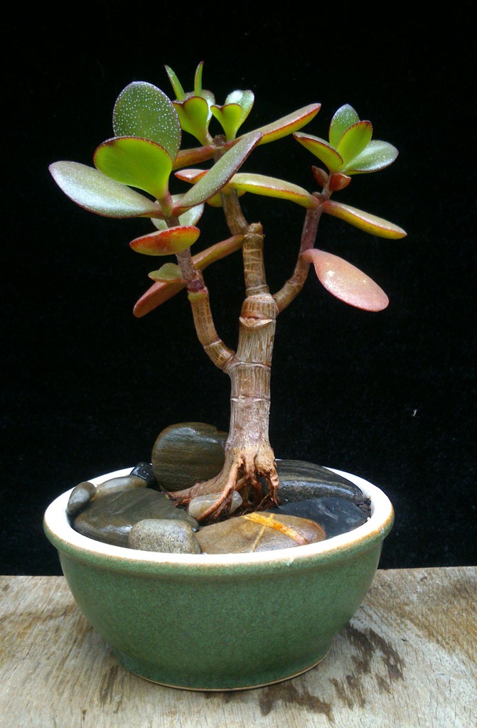 mame bonsai Crassula ovata 'Red edge' grubosz