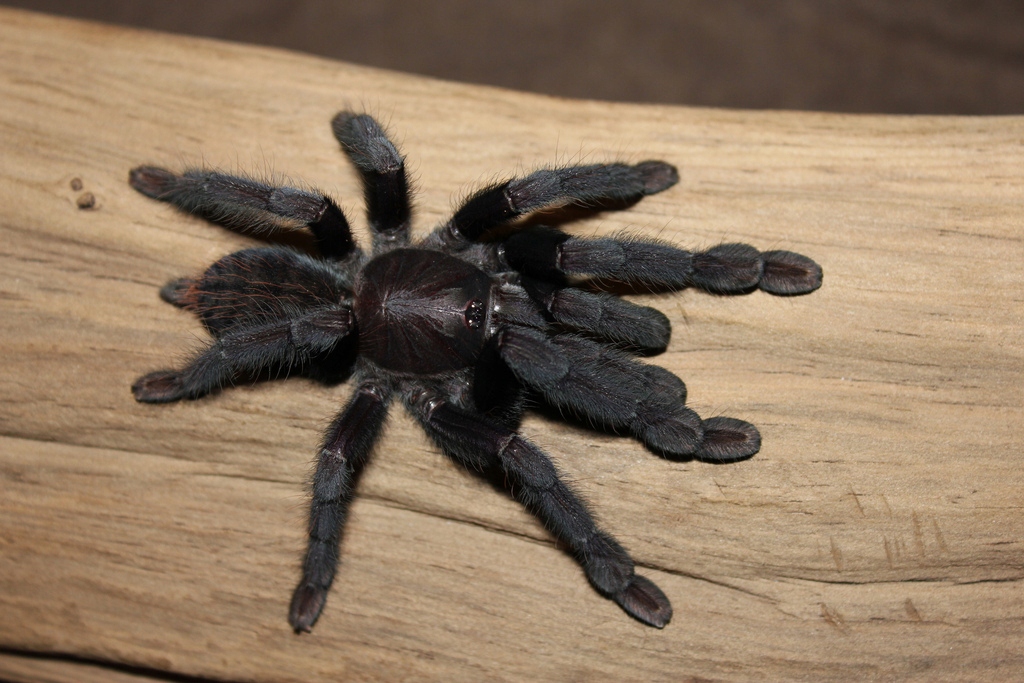 Lampropelma nigerrimum arboricola ex borneo black