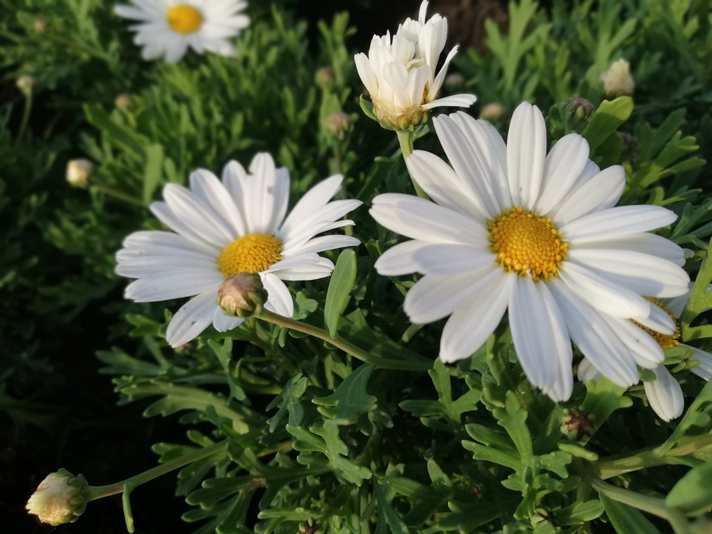 Margaretka PIĘKNE SADZONKI, Zamiast Pelargonia