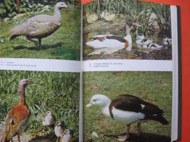 PTAKI Ozdobne ptactwo wodne ORNAMENTAL WATERFOWL