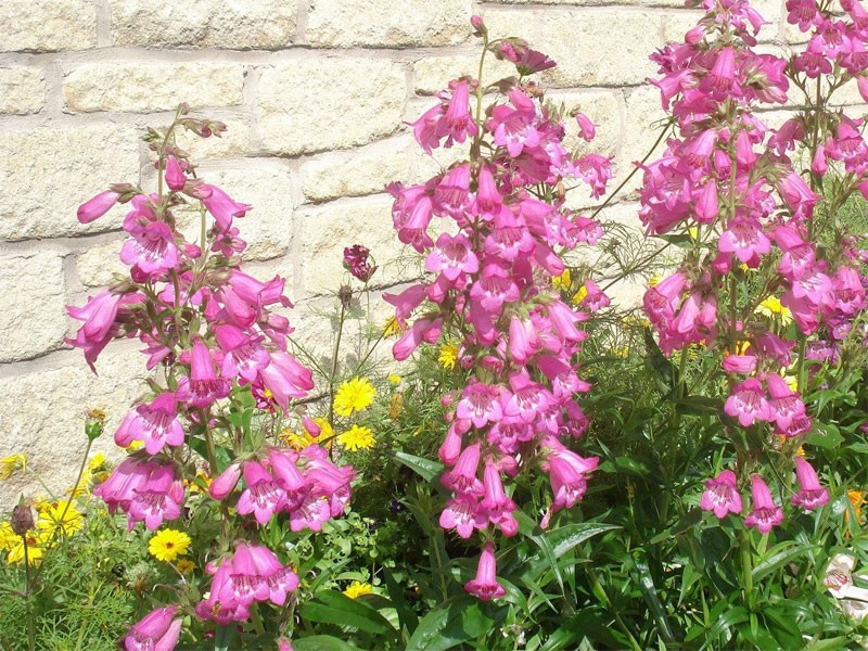 penstemon różowy Carillo Rose - Byliny Farm