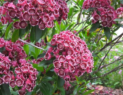 Kalmia szerokolistna - Kalejdoskop